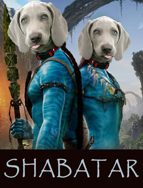 Shabby's head on each of the two main characters of the film Avatar